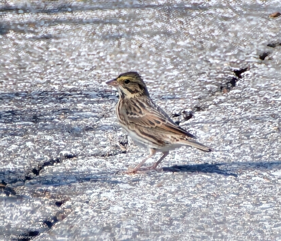 Sparrow, Savannah