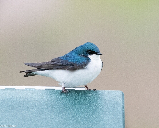 Swallow, Tree