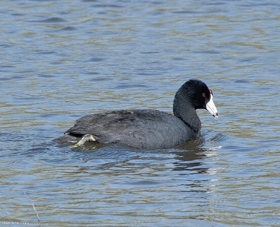Coot, American