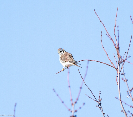 Kestrel, American