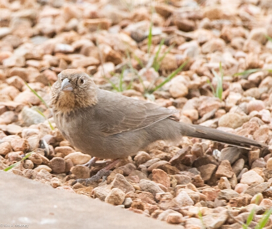 Towhee. Canyon