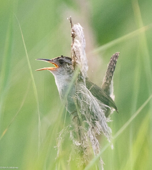 Wren, Marsh