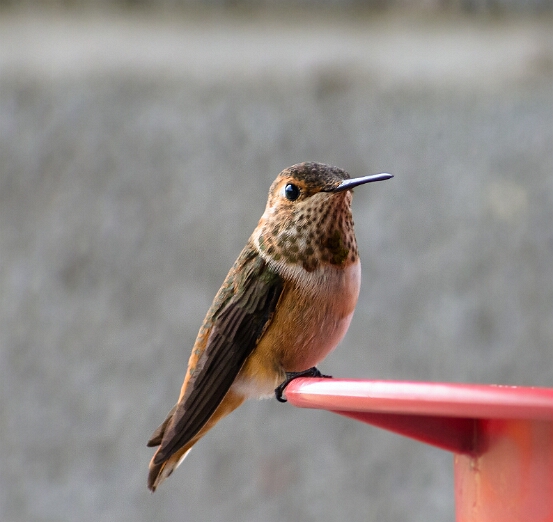 Hummingbird, Rufous