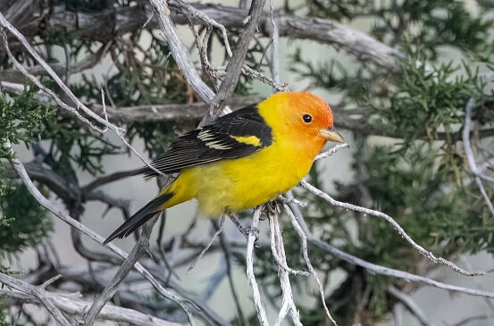 Tanager, Western