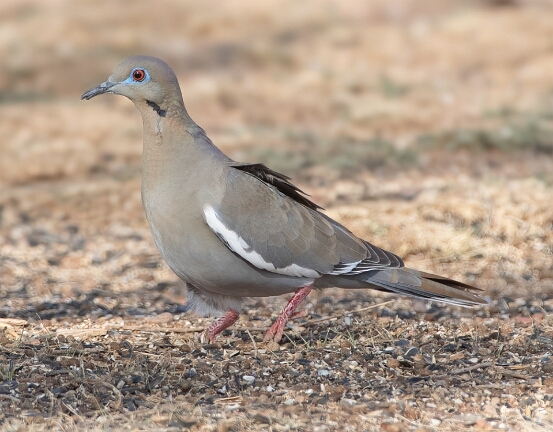 Dove, White-winged
