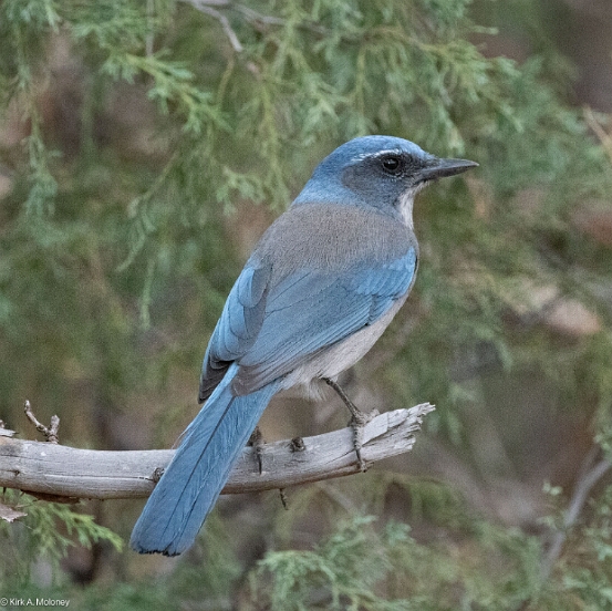 Jay. Woodhouse's Scrub-