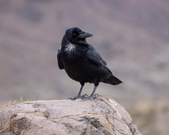 Raven. Chihuahuan