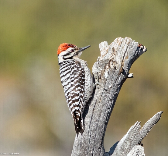 Woodpecker. Ladder-backed