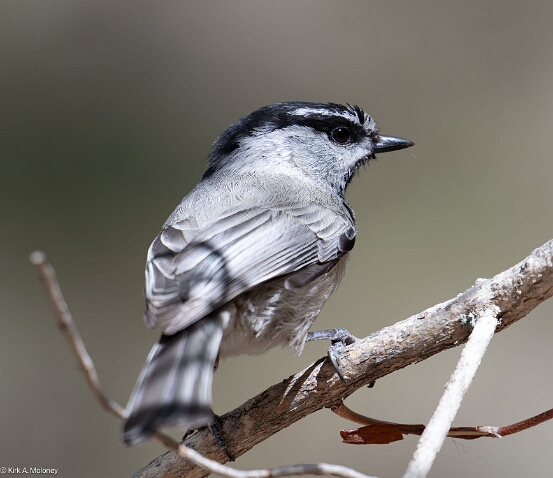 Chickadee. Mountain