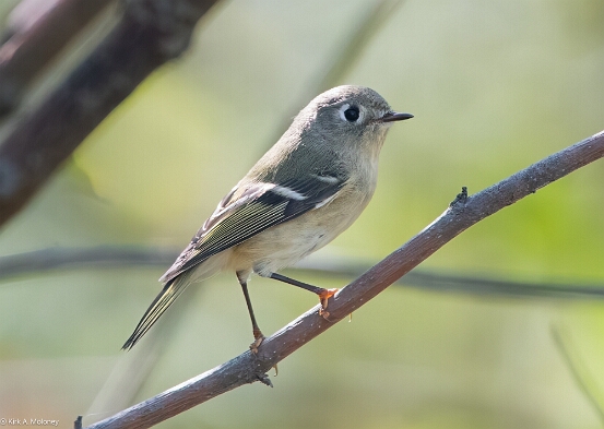 Kinglet, Ruby-crowned