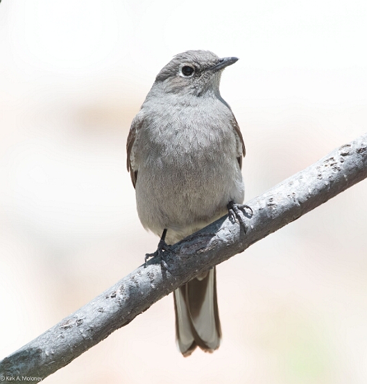 Solitaire. Townsend's