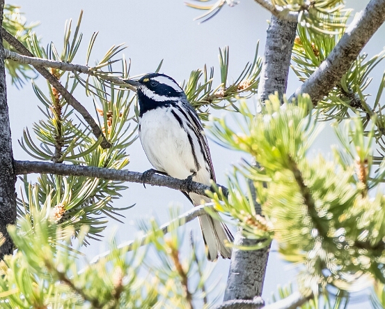 Warbler, Black-throated Gray