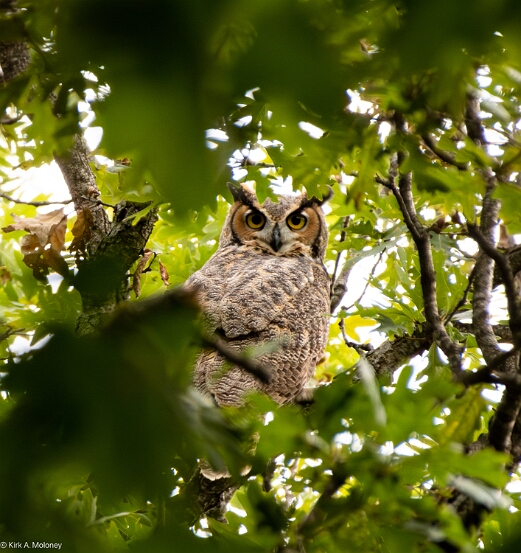 Owl, Great Horned