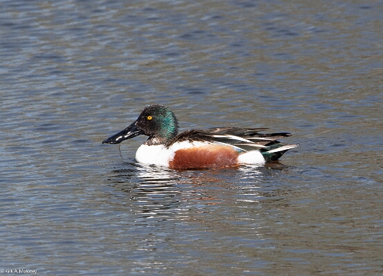 Shoveler, Northern