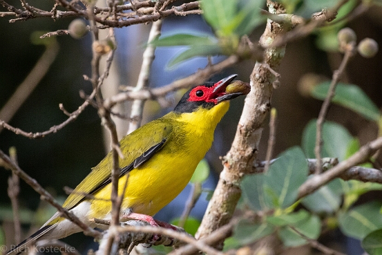 Figbird, Australasian