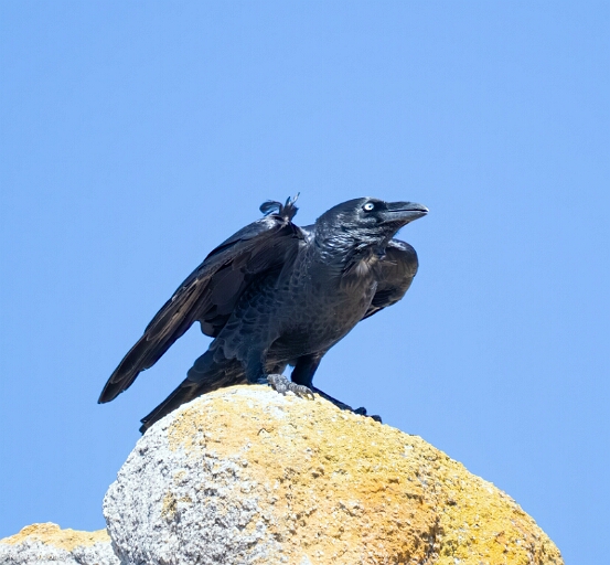 Raven, Little