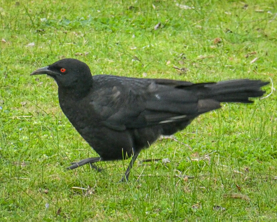 Chough, White-winged