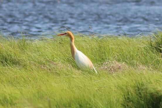 Egret, Cattle