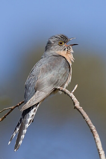 Cuckoo, Fan-tailed
