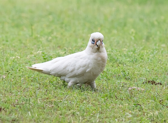Corella, Little