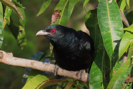 Koel, Pacific