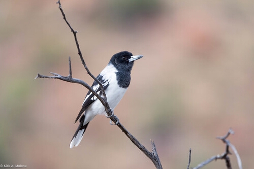 Butcherbird, Pied