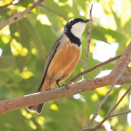 Rufous Whistler, Rufous
