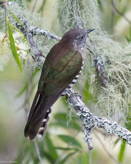 Bronze-Cuckoo, Shining
