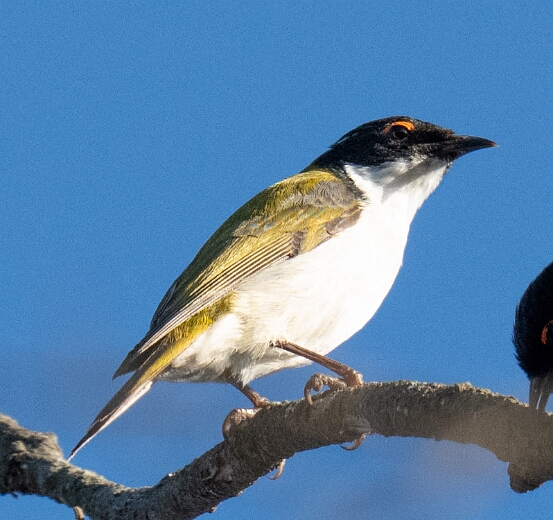 Honeyeater, White-naped