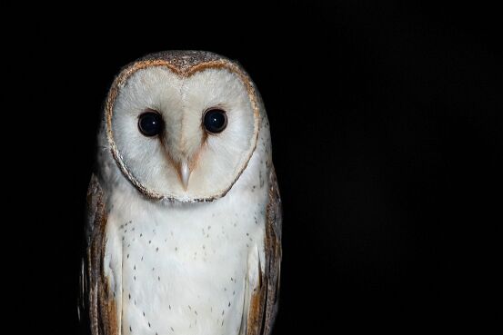 Owl, Barn