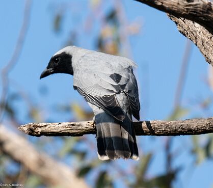 Cuckooshrike, Black-faced