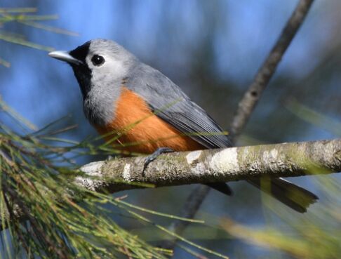 Monarch, Black-faced