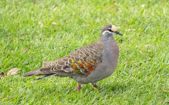 Bronzewing, Common