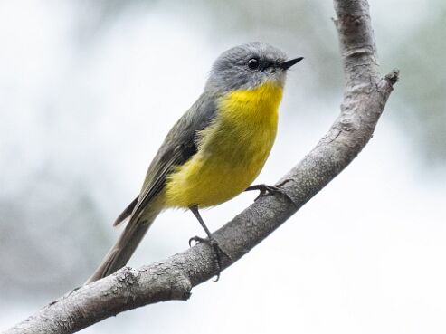 Robin, Eastern Yellow