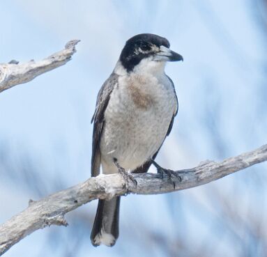 Butcherbird, Gray
