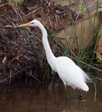 Egret, Great