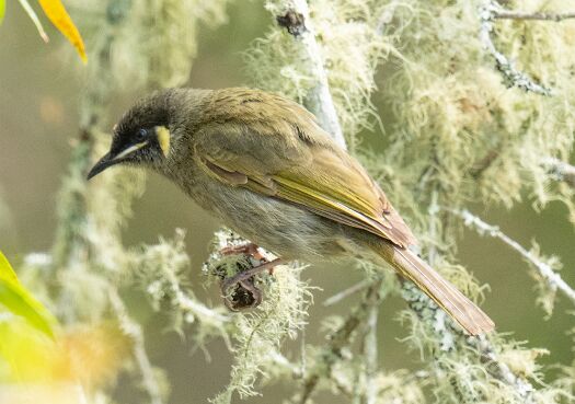Honeyeater, Lewin's