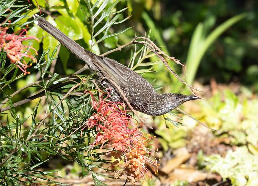 Wattlebird, Little