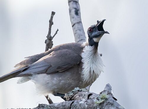 Friarbird, Noisy