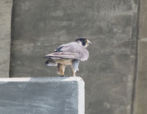 Falcon, Peregrine