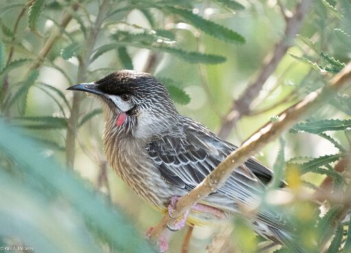 Wattlebird, Red