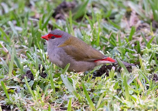 Firetail, Red-browed