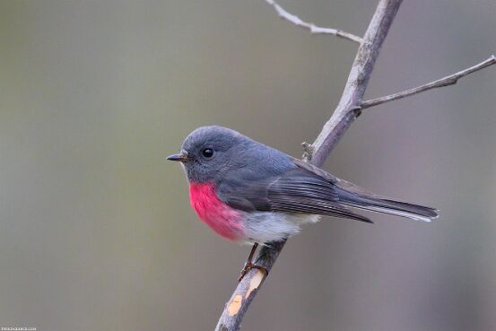 Robin, Rose