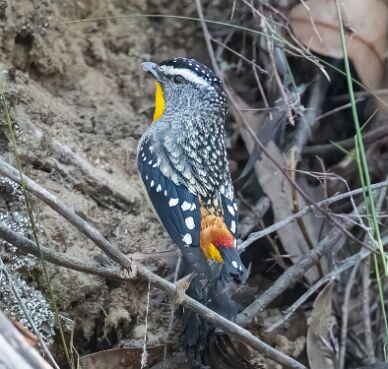 Pardalote, Spotted