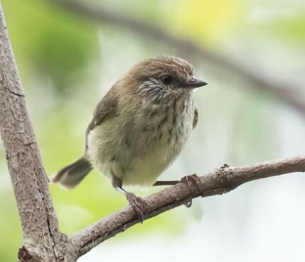 Thornbill, Striated