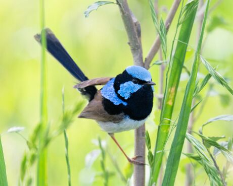 Fairywren, Superb