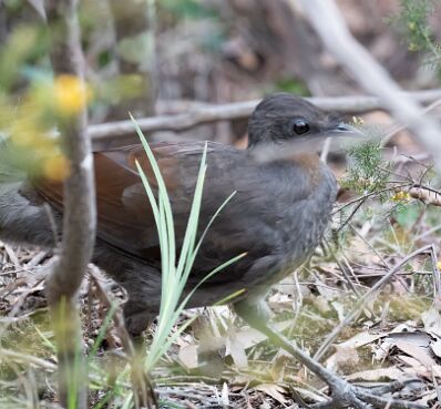 Lyrebird, Superb