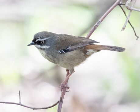 Scrubwren, White-browed