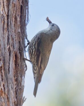Treecreeper, White-throated
