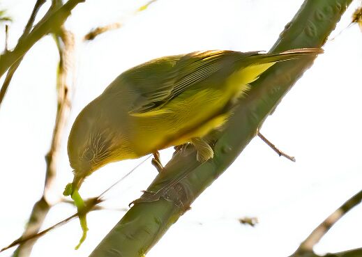 Thornbill, Yellow